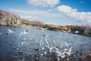 冬に渡ってきたカモメの群れ