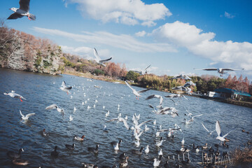 冬に渡ってきたカモメの群れ