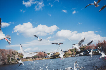 冬に渡ってきたカモメの群れ