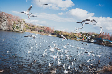 冬に渡ってきたカモメの群れ