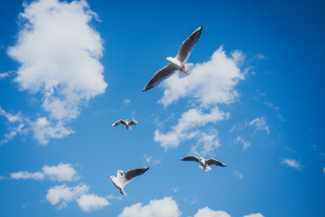 冬の青空とカモメ