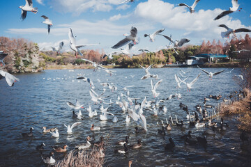 冬に渡ってきたカモメの群れ