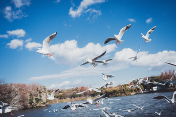 冬に渡ってきたカモメの群れ