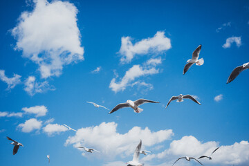 冬に渡ってきたカモメの群れ