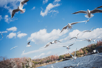 冬に渡ってきたカモメの群れ