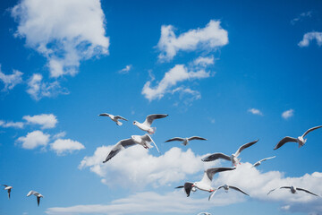 冬の青空とカモメ
