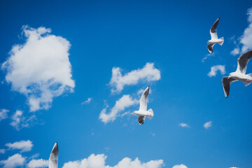 冬の青空とカモメ