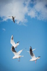 冬の青空とカモメ