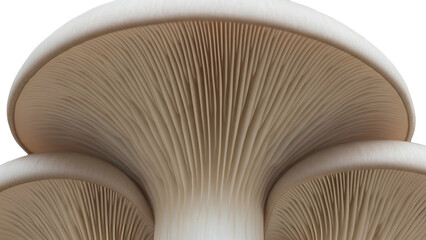 Oyster Mushroom Close-Up, Pale Gray Fungi on Transparent Background