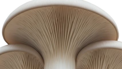 Oyster Mushroom Close-Up, Pale Gray Fungi on Transparent Background