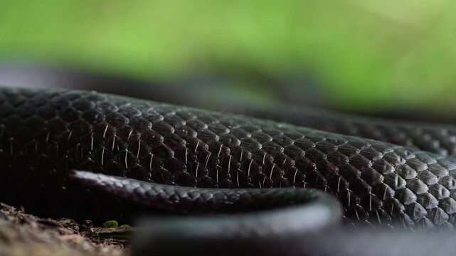 Slithering snake close up. Black snake crawling. Snakes in motion. Creeping reptile. Detail of snakeskin scales. Macro close-up scaly snake skin. Snakes scale pattern. Black snake scales.