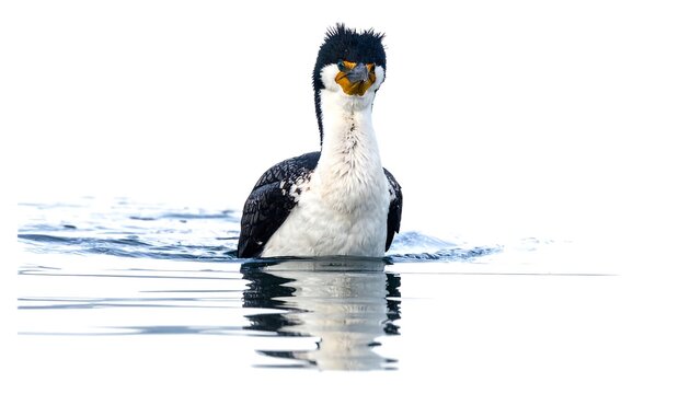 A focused portrait of a majestic bird, a great cormorant, elegantly positioned in tranquil water, showcasing its striking black and white plumage, a clear reflection in the calm water surface.