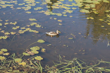 A duck in a pond and in autumn. Autumn landscape and wildlife of animal. Swamp and protection of the humid environment and the wildlife.