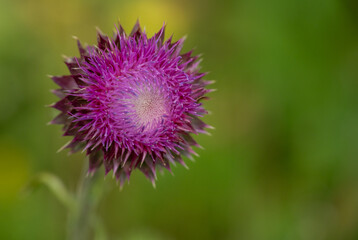 Large Purple Thistle Bloom Along Trail In Grand Teton
