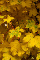 Last Bit Of Green Fades In Leaves