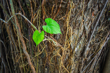 Two small dark green leaves lined up under a large tree, the background is slightly blurred, a dark color is faintly visible.