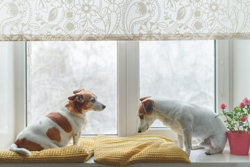 Two with a rose pot flowers at the window. Valentines, Mother's day concept.