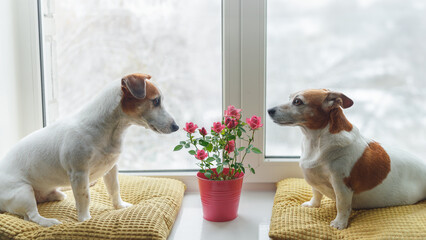 Two with a rose pot flowers at the window. Valentines, Mother's day concept.