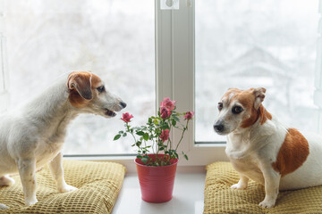 Two with a rose pot flowers at the window. Valentines, Mother's day concept.