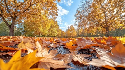 Autumn scene of golden leaves carpeting the ground under vibrant trees & blue sky