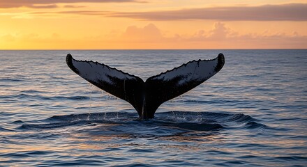 Fototapeta premium Humpback Whale Tail at Sunset - A Majestic Ocean Moment.