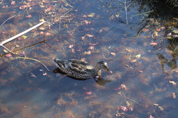 A duck in a pond and in autumn. Autumn landscape and wildlife of animal. Swamp and protection of the humid environment and the wildlife.
