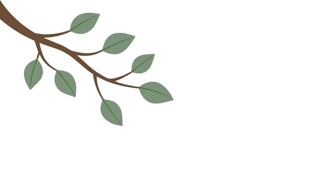 Dynamic Green Leaves on a Stylized Branch, Clean White Background Animation
