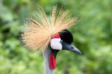 Fototapeta premium Close-up of a grey crowned crane with its golden crest feathers in sharp detail and natural background. Beautiful exotic bird wildlife photography showing elegance, nature, and tropical animal beauty.