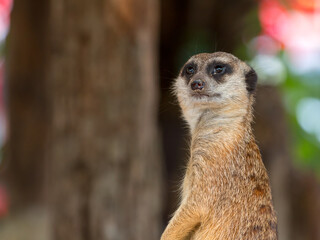 Fototapeta premium Close-up meerkat standing alert with natural background. Wildlife animal behavior showing curiosity and awareness in nature