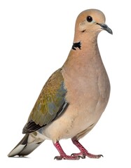 A stunning, full shot of a beautifully patterned dove, showcasing its intricate plumage and delicate features.