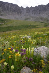 Mountains and wildflowers