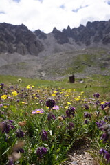 Mountains and wildflowers