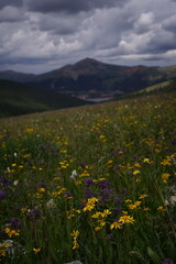 Mountains and wildflowers