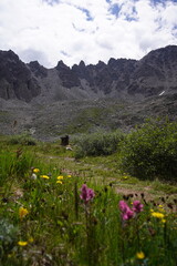 Mountains and wildflowers