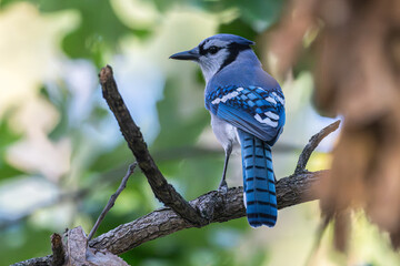 Blue jay perched in a tree.