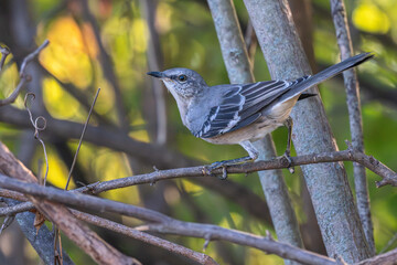 Northern mockingbird perched on a branch.