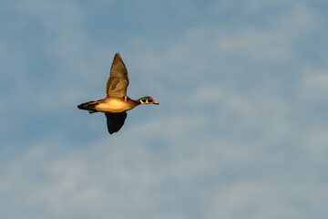 Male wood duck in flight against a blue sky with clouds.