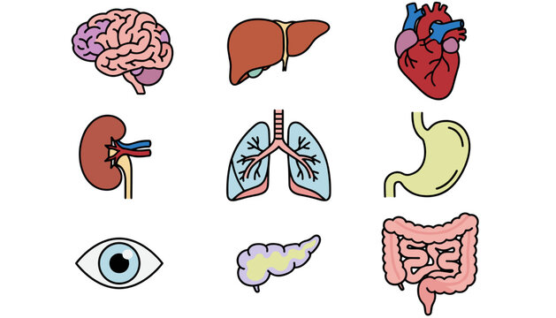 Human anatomy icon set. Internal organs vector collection. Medical illustration of brain, heart, lungs, liver, kidney, stomach, intestines, pancreas, eye. Biology chart elements.