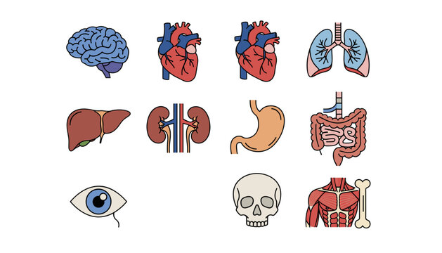 Human anatomy vector icon set. Medical and health organs collection. Biology infographic elements. Brain, heart, lungs, liver, kidneys, stomach, intestines, eye, skull, muscle.
