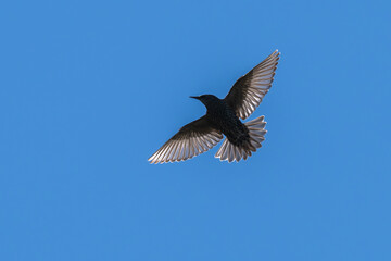 Common starling in flight, its wings backlit by the sun.