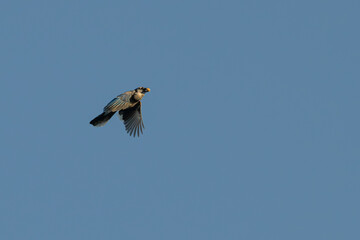 Blue jay in flight with a nut in its beak.