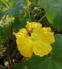 bee on a yellow flower