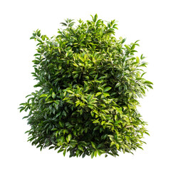 Lush Green Bush with Dense Foliage on Transparent Background