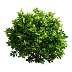 Obraz premium Lush Green Bush with Dense Foliage in Natural Setting