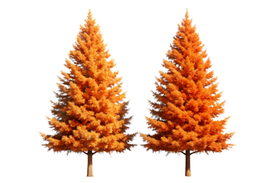 Two vibrant orange pine trees with detailed needles standing tall isolated on transparent background