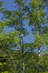 奥日光の初夏は美しく優しい。木々は輝き、湖では生き物たちが活発に動き回っている。力強い季節。どこからか囀りが聞こえてくる。賑やかな季節。強い日差しは私に活力を与える。湖畔を歩く足取りも軽やかに。時折、苔の生えた倒木に腰をおろして深々と深呼吸。緩やかに波打つ湖を見つめている時、私の心は穏やか。いつまでも此処に留まっていたい気持ちに駆られる。そして、私は暖かいコーヒーを口にした。