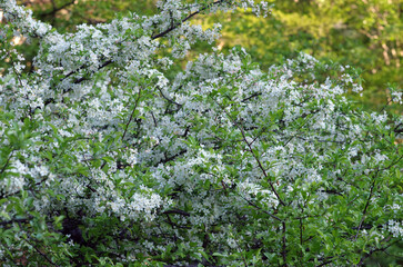 奥日光の初夏は美しく優しい。木々は輝き、湖では生き物たちが活発に動き回っている。力強い季節。どこからか囀りが聞こえてくる。賑やかな季節。強い日差しは私に活力を与える。湖畔を歩く足取りも軽やかに。時折、苔の生えた倒木に腰をおろして深々と深呼吸。緩やかに波打つ湖を見つめている時、私の心は穏やか。いつまでも此処に留まっていたい気持ちに駆られる。そして、私は暖かいコーヒーを口にした。