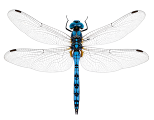  Top-Down View of Blue-Eyed Darner Dragonfly with Transparent Wings Isolated on Transparent Background
