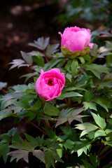 Beautiful flower of paeonia plant