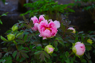 Beautiful flower of paeonia plant